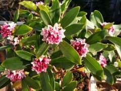 瑞香下山桩开花了 叶子营养不良 图片