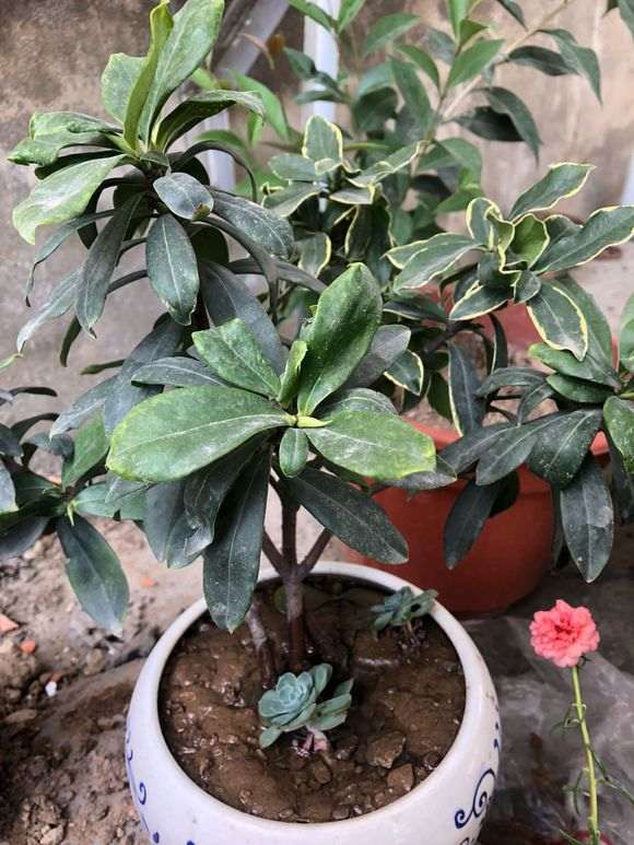 这瑞香下山桩是水培 还是刚浇水 图片