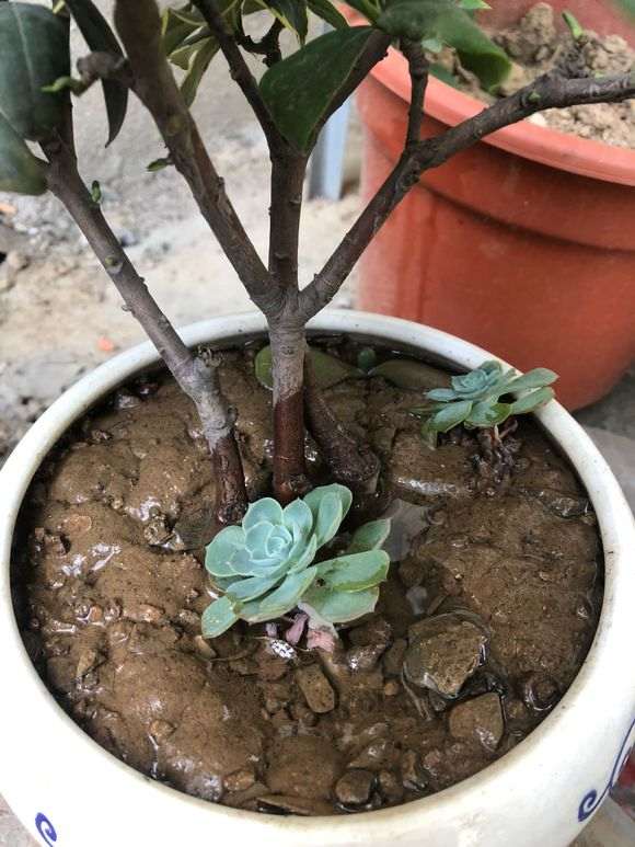 这瑞香下山桩是水培 还是刚浇水 图片