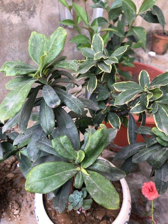 这瑞香下山桩是水培 还是刚浇水 图片