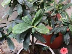 这瑞香下山桩是水培 还是刚浇水 图片