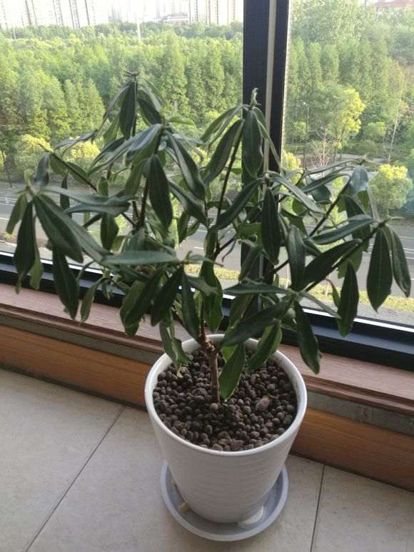 瑞香下山桩 叶子都耷拉 怎么办 图片