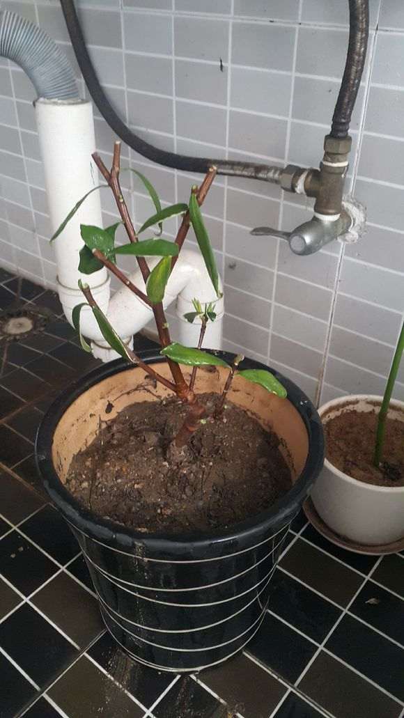 瑞香下山桩 叶子都耷拉 怎么办 图片