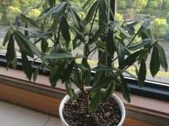 瑞香下山桩 叶子都耷拉 怎么办 图片