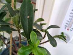 瑞香下山桩怎么嫁接 谁知道 图片