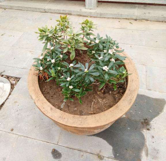 金边瑞香下山桩叶子有点冻害 怎么办