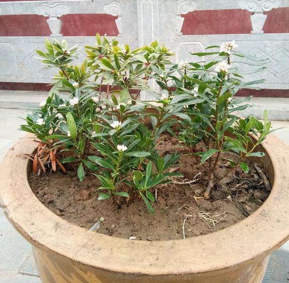 金边瑞香下山桩叶子有点冻害 怎么办