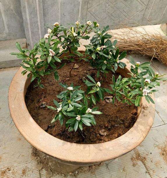 金边瑞香下山桩叶子有点冻害 怎么办