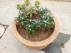 金边瑞香下山桩叶子有点冻害 怎么办