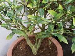 青叶瑞香下山桩开什么颜色的花 图片