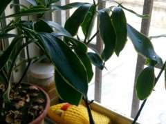 金边瑞香下山桩要死了吗 怎么办 图片