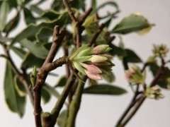 我的瑞香下山桩开花了 可以吗 图片