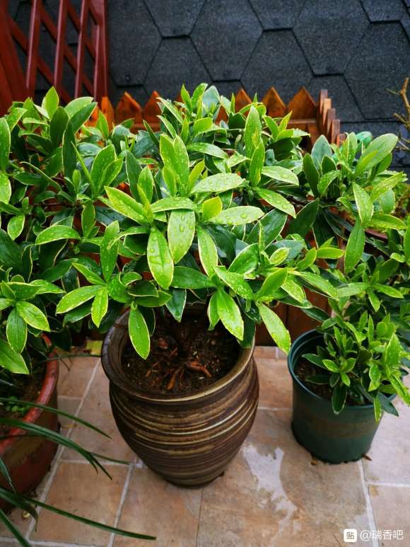 瑞香下山桩花后需要修剪吗 图片