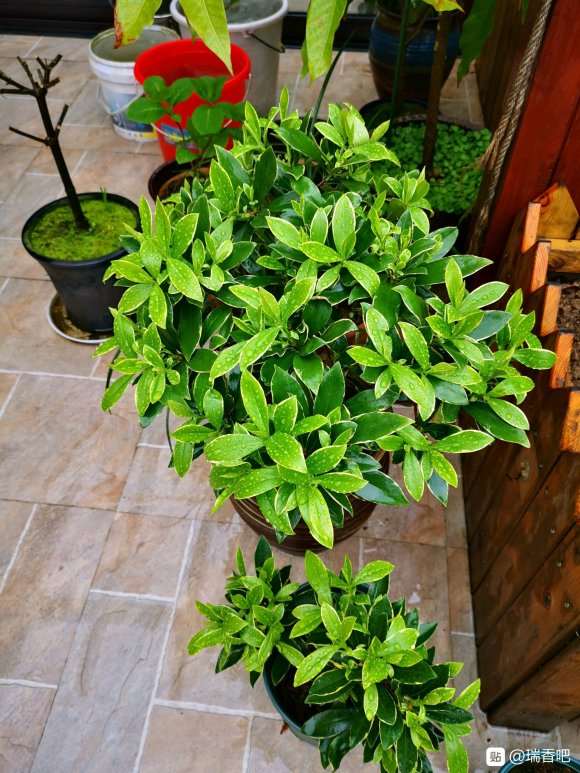 瑞香下山桩花后需要修剪吗 图片