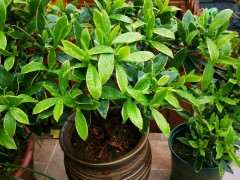 瑞香下山桩花后需要修剪吗 图片