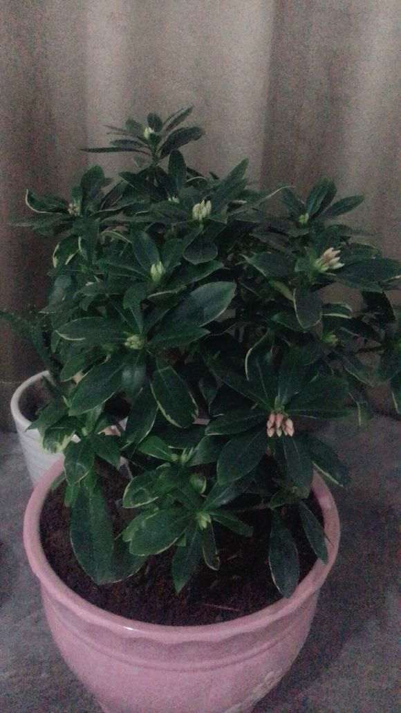 瑞香下山桩换盆一周了 怎么样 图片