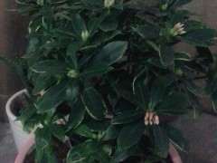 瑞香下山桩换盆一周了 可以吗 图片