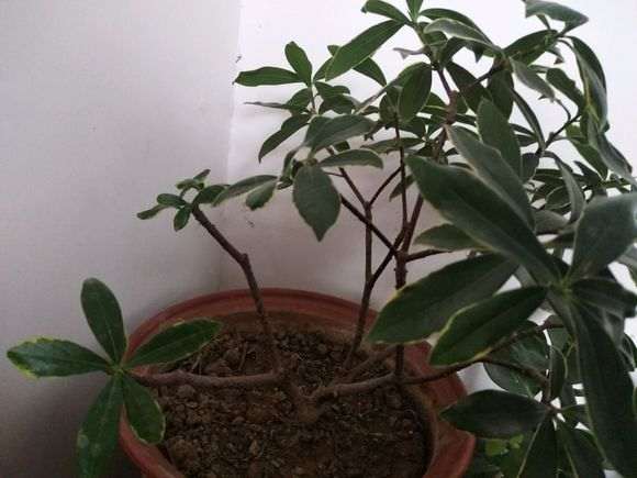 成功扦插两支金边瑞香下山桩 图片