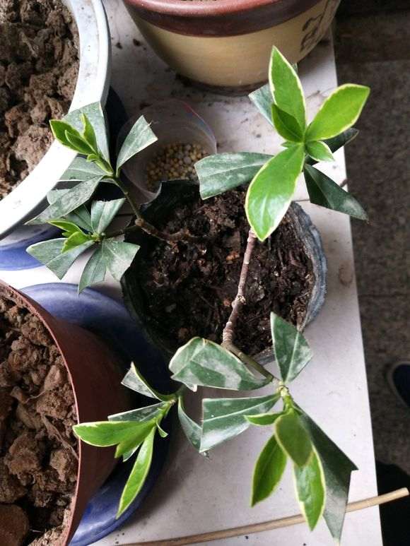 成功扦插两支金边瑞香下山桩 图片