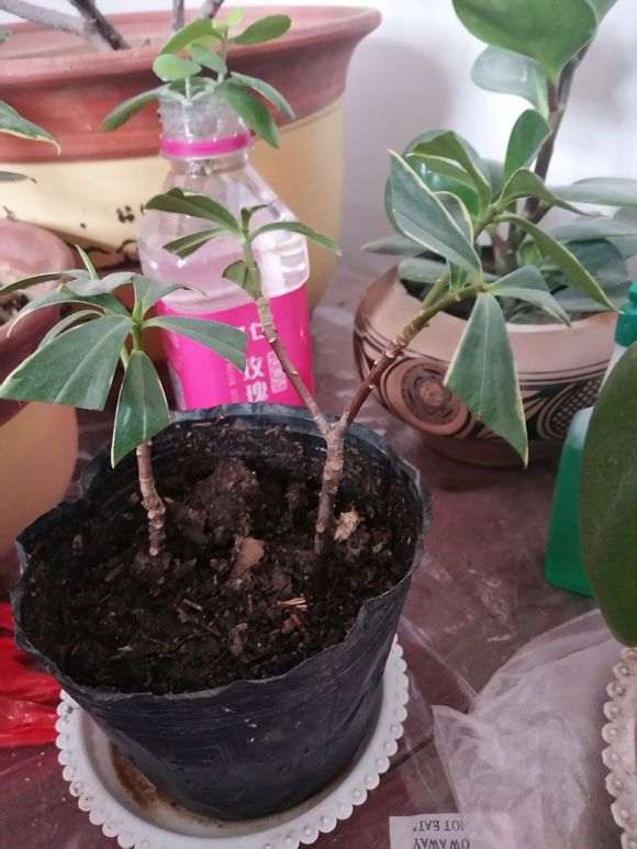 成功扦插两支金边瑞香下山桩 图片