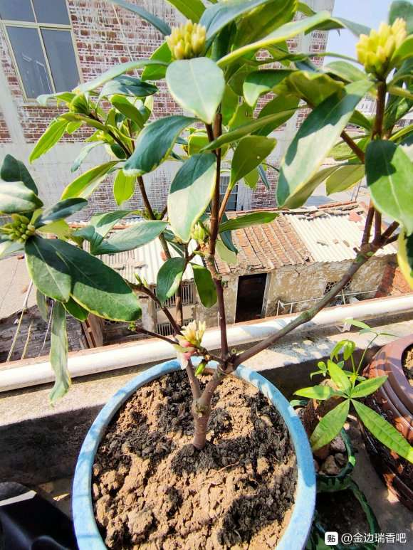 几月份扦插瑞香下山桩 最好 图片