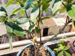 几月份扦插瑞香下山桩 最好 图片