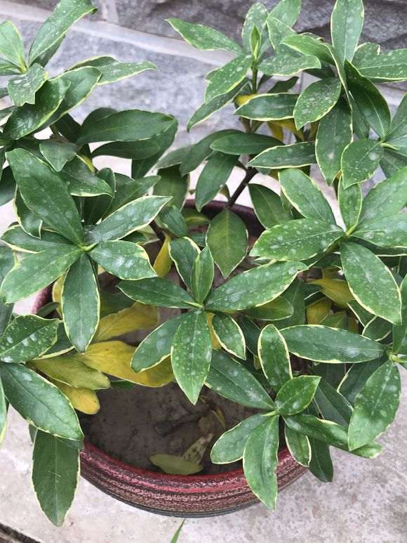 瑞香下山桩叶子发黄脱落 怎么办 图片