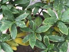 瑞香下山桩叶子发黄脱落 怎么办 图片