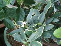 为什么瑞香下山桩开白色花 图片