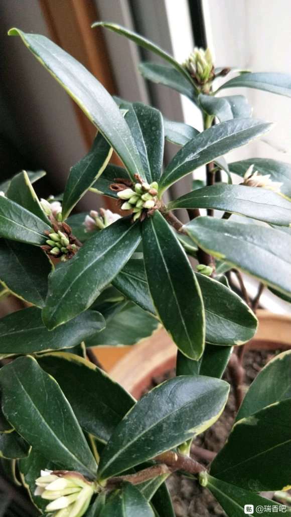 瑞香下山桩花苞 萎缩变黑 怎么办 图片