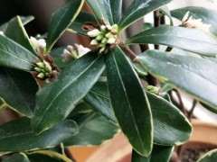 瑞香下山桩花苞 萎缩变黑 怎么办 图片