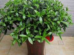 瑞香下山桩一般什么时候修剪 最好 图片