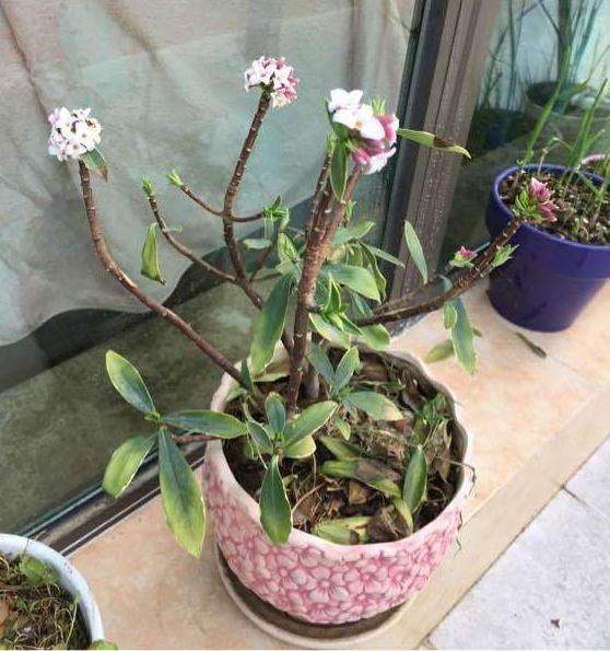 为什么瑞香下山桩叶子全掉光了 图片