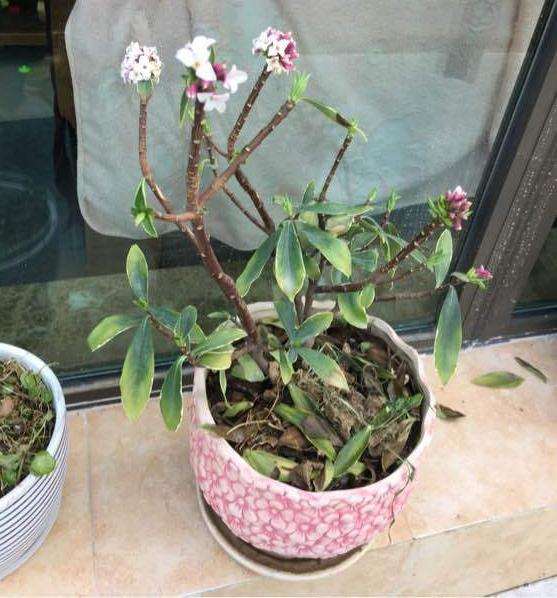 为什么瑞香下山桩叶子全掉光了 图片