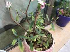 为什么瑞香下山桩叶子全掉光了 图片