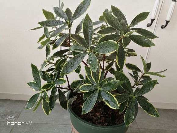 瑞香下山桩叶子发软 是不是缺水 图片