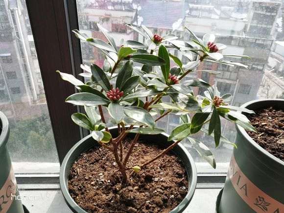 瑞香下山桩叶子发软 是不是缺水 图片