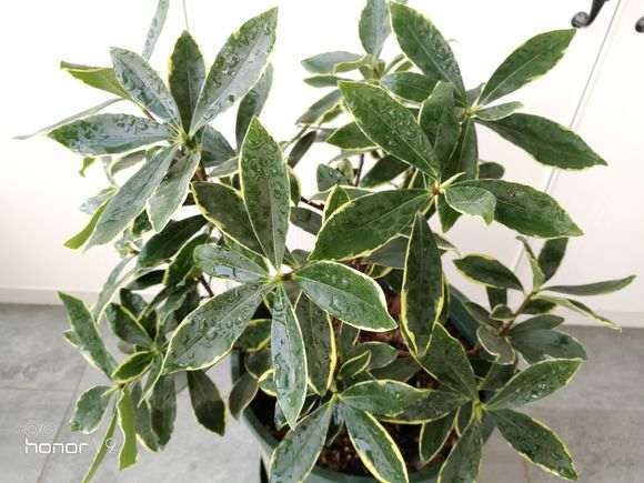 瑞香下山桩叶子发软 是不是缺水 图片