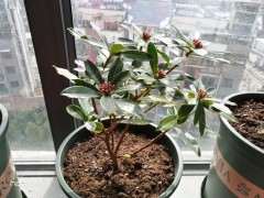 瑞香下山桩叶子发软 是不是缺水 图片