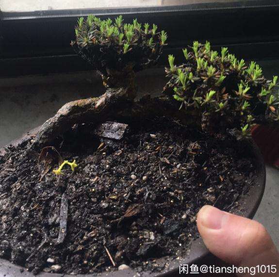 瑞香下山桩可以用营养土吗 怎么样 图片