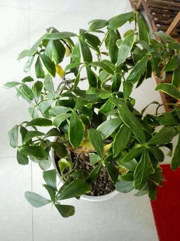 为什么瑞香下山桩叶子下垂 怎么办 图片