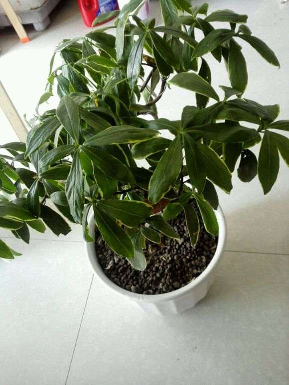 为什么瑞香下山桩叶子下垂 怎么办 图片为什么瑞香下山桩叶子下垂 怎么办 图片