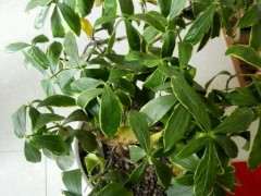 为什么瑞香下山桩叶子下垂 怎么办 图片