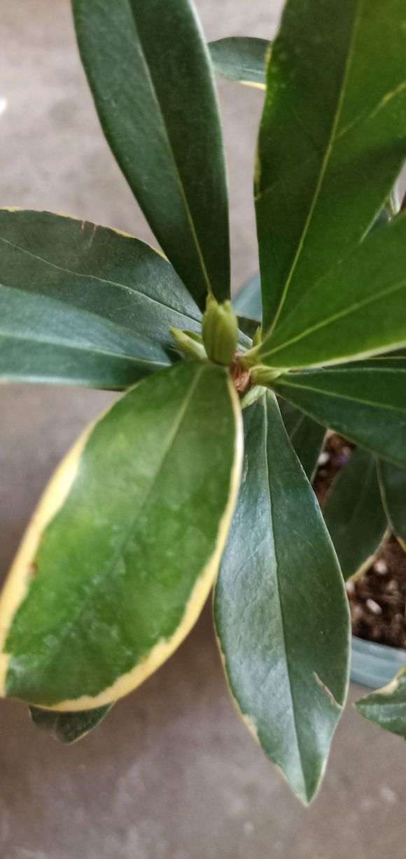 瑞香下山桩半年没长新叶了 怎么办 图片