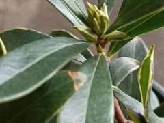 瑞香下山桩半年没长新叶了 怎么办 图片