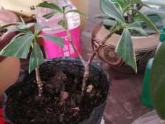 为什么瑞香下山桩要浇水太勤 图片