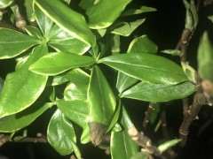 瑞香下山桩是什么个情况 新叶变黑了 图片