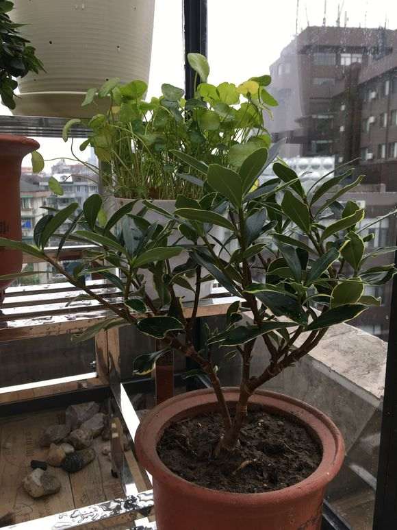 为什么瑞香下山桩别老想着浇水 图片