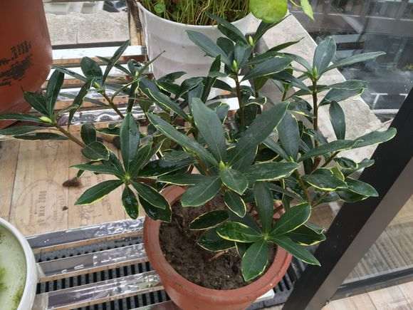 为什么瑞香下山桩别老想着浇水 图片