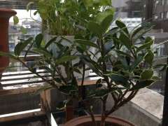 为什么瑞香下山桩别老想着浇水 图片